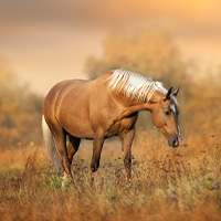 beau cheval dans une prairie