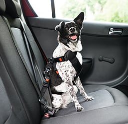 Un perrito viaja en coche con un cinturón de seguridad para perros