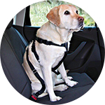 chien en voiture avec ceinture de sécurité