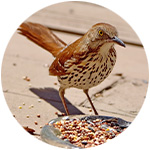 un pájaro silvestre comiendo semillas en un comedero