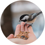 un pequeño pájaro silvestre comiendo de la mano unas semillas