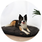 un perro sobre una cama con memoria de forma zolia orthopedic taylor