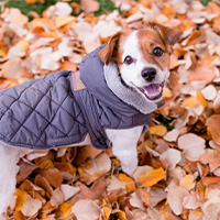 chien portant un manteau pour l'hiver