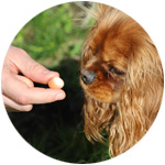 un perrito espera que le den una galleta rellena