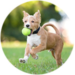 chien qui joue avec une balle de tennis