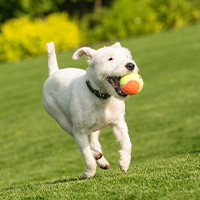chien qui joue avec une balle
