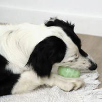 chien qui joue avec une balle lumineuse zolia