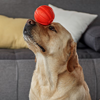 chien qui joue avec une balle en plastique
