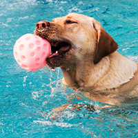chien qui joue dans l'eau avec une balle