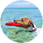 un perro nadando en el agua con un fresbee en la boca