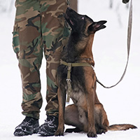 harnais pour chien militaire