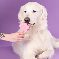 perro saboreando un helado smoofl