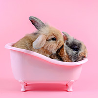 Dos conejos en una bandeja higiénica