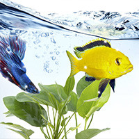 marque ciano aquarium pour les poissons