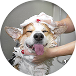 Shampoing Frontline pet care