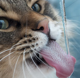 chat qui boit de l'eau