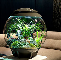 aquarium oase