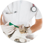 pipette chat antiparasitaires