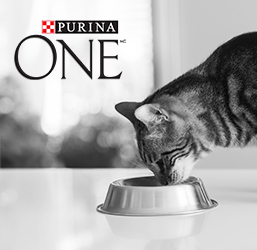 Croquette Purina One chat