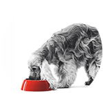 Gamme Royal canin Veterinary Diet pour chien