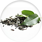 Plante de thé vert
