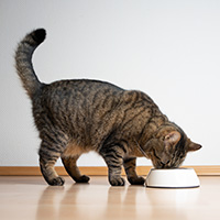 chat qui mange des croquettes cotagro