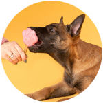 glace pour chien smoofl