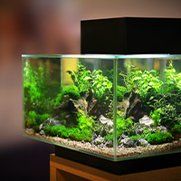 aquarium avec filtre fluvial