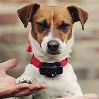 collier anti fugue pour chien 