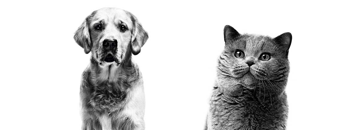 alimentation chien chat royal canin