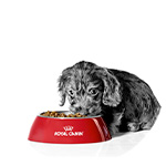 Croquettes chien junior royal canin