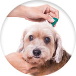traitement pipette pour chien