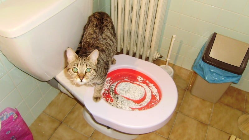 litiere chat dans les toilettes