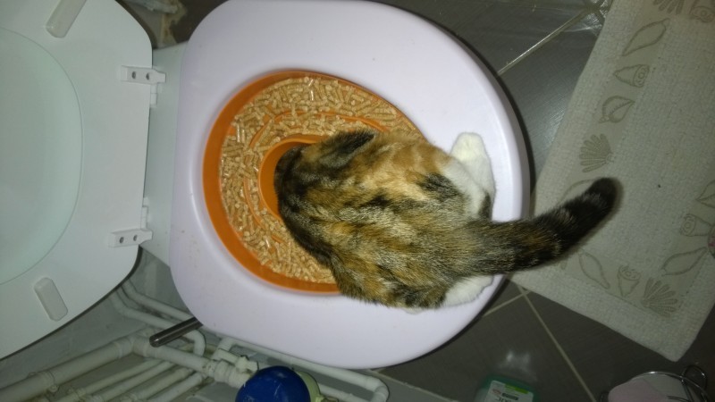litiere chat dans wc